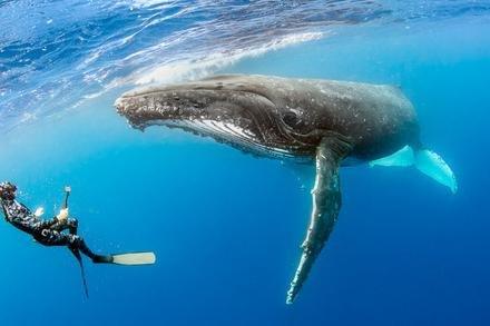 Whale Watching (seasonal)